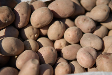 Potato tubers to be sown