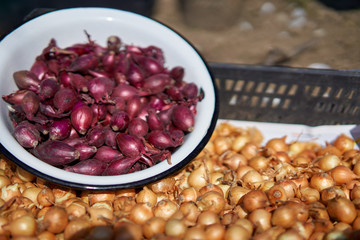 Red and white shallots