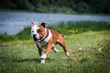 Staffordshire bull terrier in action photography outside.