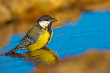 Great Tit, Parus major, Carbonero Común, Forest Pond, Castilla y León, Spain, Europe