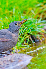 Blackbird, Turdus merula, Mirlo Común, Forest Pond, Castilla y León, Spain, Europe
