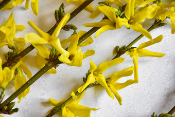 
background with flowers