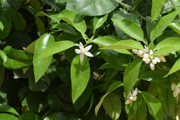 Beautiful nature, outdoor plant, background