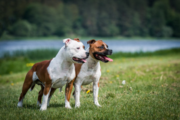 Staffordshire bull terrier dogs standing outise. Two amstaff dogs together posing