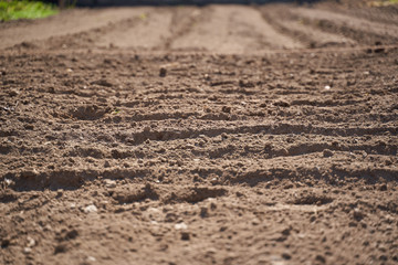 Potatoes sowing in the countryside
