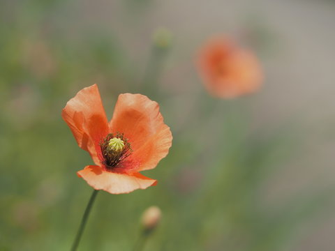 長実雛芥子 の画像 46 件の Stock 写真 ベクターおよびビデオ Adobe Stock