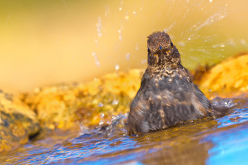 Blackbird, Turdus merula, Mirlo Común, Forest Pond, Castilla y León, Spain, Europe