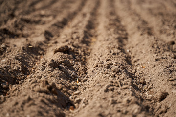 Shallots planted in the countryside