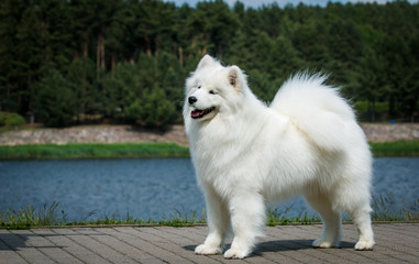 Samoyed dog posing in the beautiful park.	