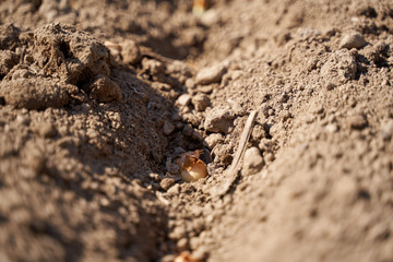 Shallots planted in the countryside