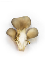 Fototapeta premium oyster mushrooms isolate on a white background a lot of cut
