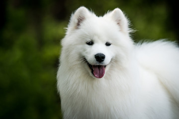 Samoyed dog posing in the beautiful park.	