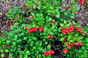 Ripe red berries of a cowberry close up