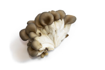 oyster mushrooms isolate on a white background a lot of cut