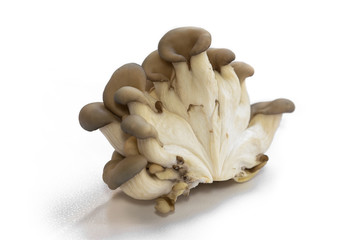 oyster mushrooms isolate on a white background a lot of cut