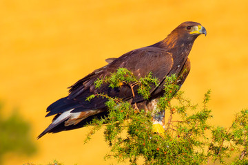 Golden Eagle, Aquila chrysaetos, Águila Real, Castilla y León, Spain, Europe