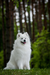 Samoyed dog posing in the beautiful park.