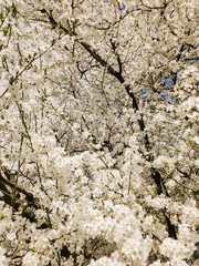 flowering apricots in spring