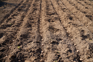 Potatoes sowing in the countryside