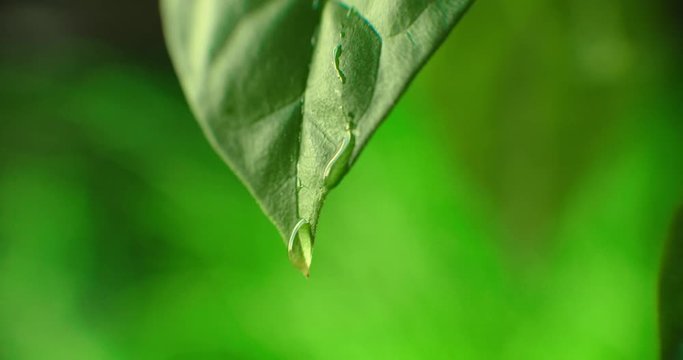 Macro. Waterdrop. Water Drop Leaf Environmental Conservation Balance Green Nature. Drop of dew in morning on leaf with sun light