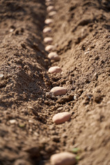 Potatoes sowing in the countryside