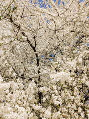 flowering apricots in spring