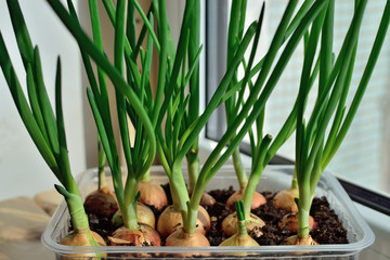 Green onions grow on the windowsill closeup