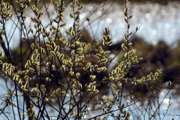 Weidenkätzchen