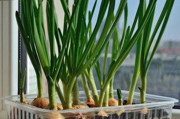 Green onions grow on the windowsill closeup