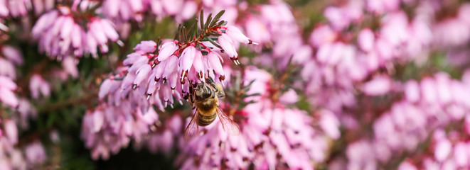 Pink Erica Carnea flowers (Winter Hit) and a working bee in a spring garden
