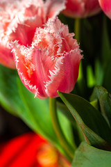 Spring bouquet with licht pink fresh garden tulips