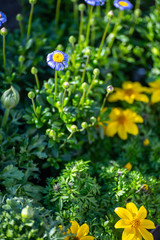 Small blue and yellow daisies flowers in spring garden