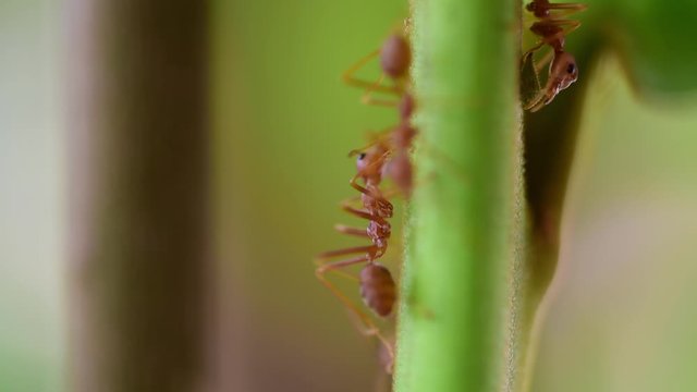 Ants