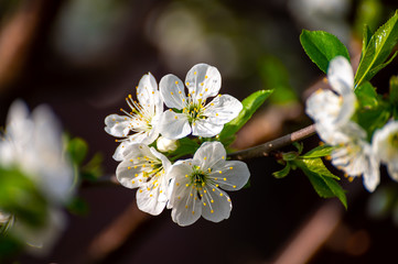 Spring white blossom of sour cherry berry trees in orchard