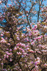 Magnolia branch isolated spring flower blossom. Pink blooming tree elements design. Bloom flowers branch on white, vector magnolia tree blossom, pink petals, buds