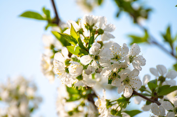 Spring white blossom of sour cherry berry trees in orchard
