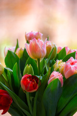 Spring bouquet with licht pink fresh garden tulips