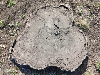 Beautiful texture of old table top stump .To create a product display or visual layout of the design key.