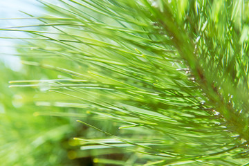 
Young light green long pine branch needles in sunny day. Beautiful spring, summer background. Close up view, selective focus.