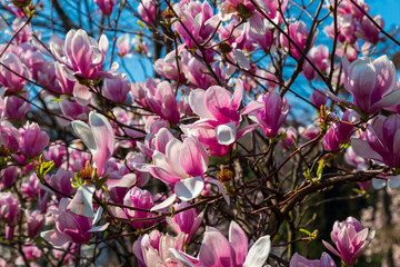 Magnolia branch isolated spring flower blossom. Pink blooming tree elements design. Bloom flowers branch on white, vector magnolia tree blossom, pink petals, buds