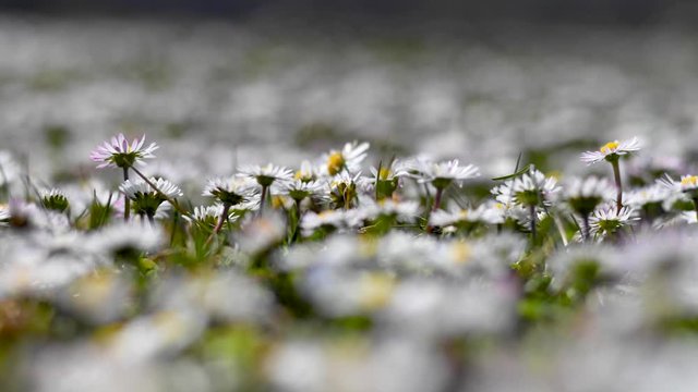 Primavera le margherite si aprono al sole