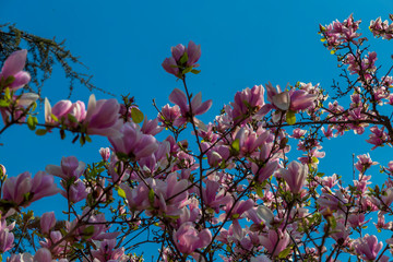 Magnolia branch isolated spring flower blossom. Pink blooming tree elements design. Bloom flowers...