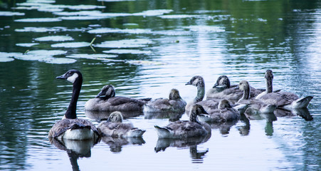 Geese Family