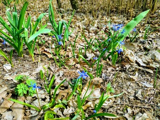 spring in the forest