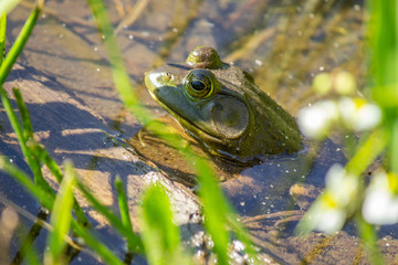 Green Frog