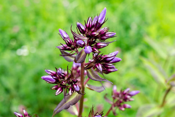 purple flower