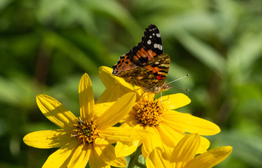 Painted Lady Closeup