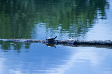 Turtle on a Log