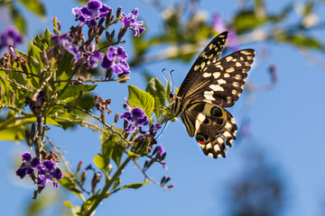 Citrus Swallowtail (Papilio demodocus) butterfly sitting on purple flowers