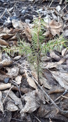 pine cones on the ground
